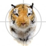 Tiger in crosshairs
