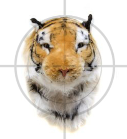 (Tiger by vierdrie / sxc.hu; crosshairs public domain)