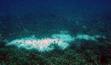 Coral bleaching (pic courtesy of Reef Check Malaysia)