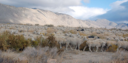 Sheep (Todd Huffman | Flickr)