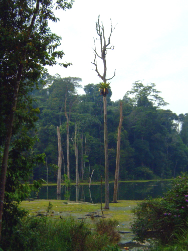Kota Damansara forest (Wiki commons)